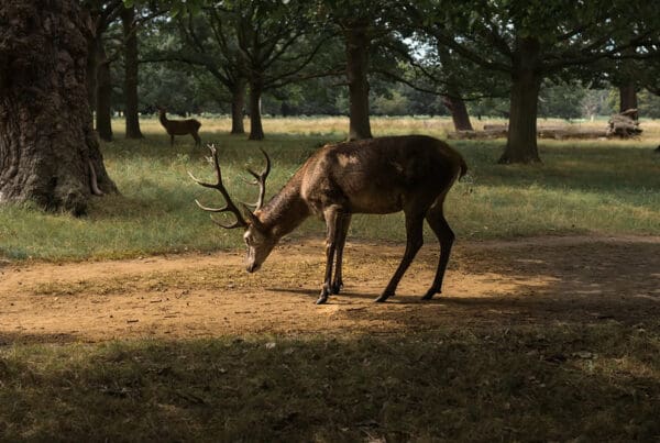 Blog - Navigating Fall Roads Avoiding Deer Collisions